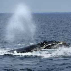 Endangered Species Act Whales Industry