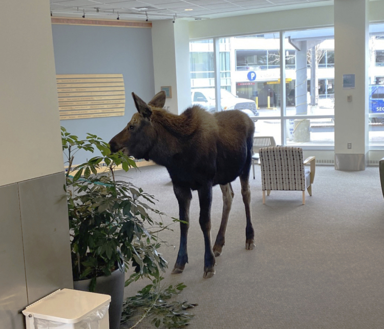 ODD Alaska Hospital Moose