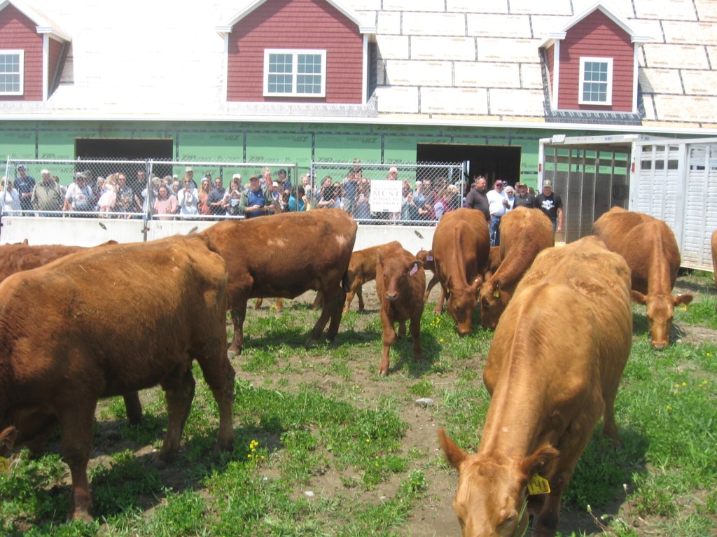 Cows make a comeback at Cherry Hill Farm in Gorham