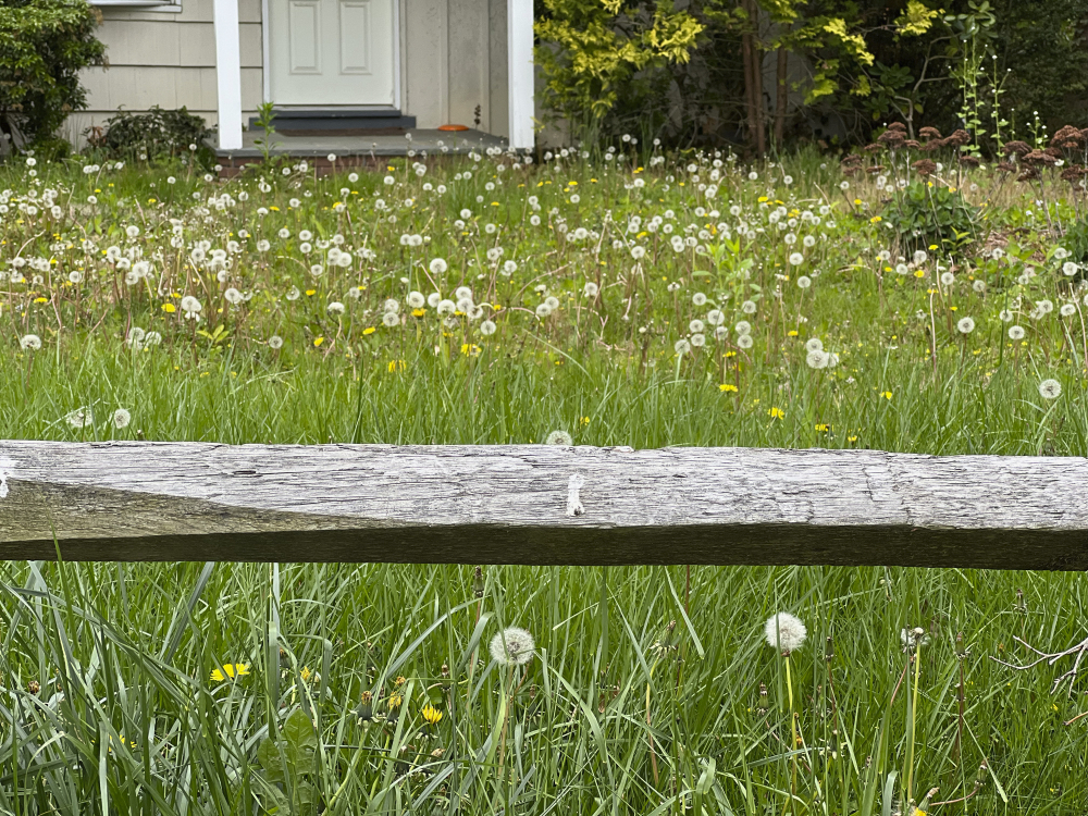 Gardening-No Mow May?