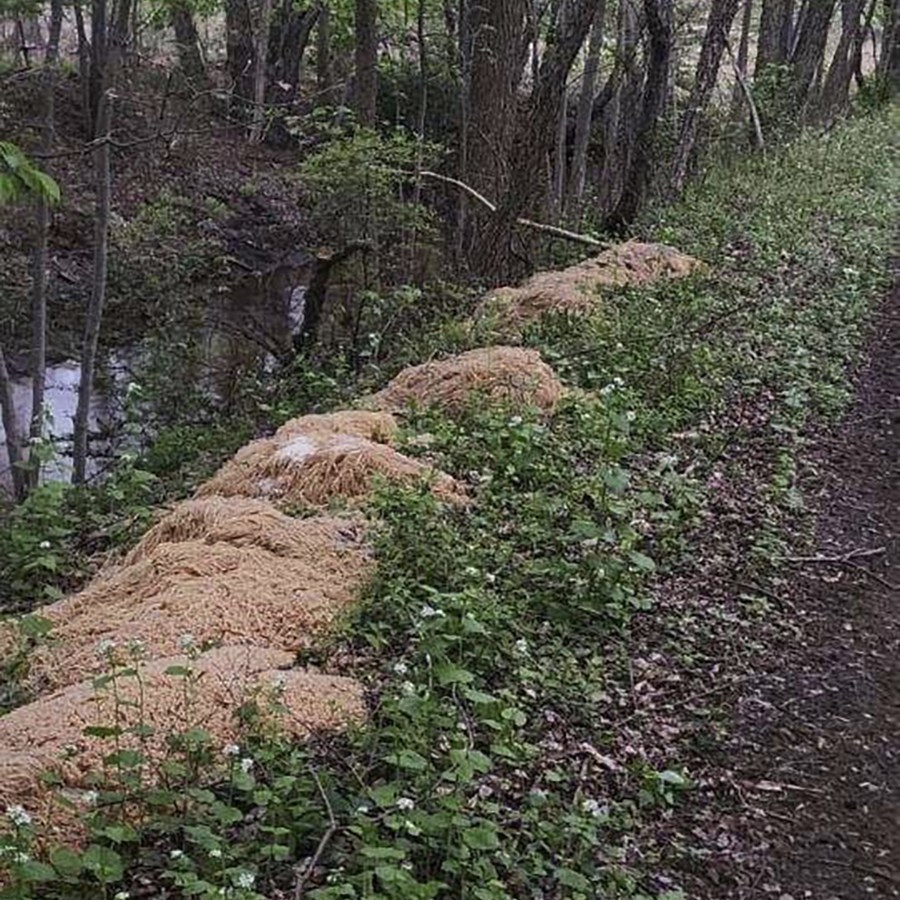 ODD Mysterious Pasta Dump