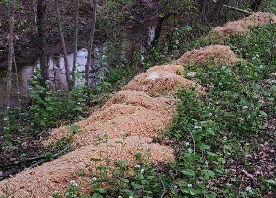 Several mounds of pasta were found along a creek in the New Jersey woods last week. MUST CREDIT: Nina Jochnowitz
