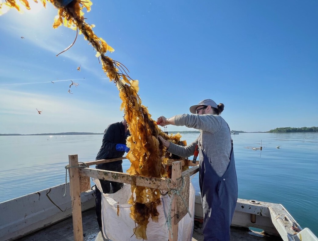 Kelp dryer could allow Maine seaweed farms to triple output
