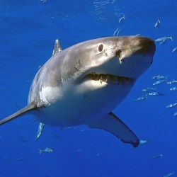 Shark barrier along Cape Cod reportedly successful in deterring great whites