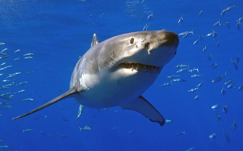Are great white sharks federally protected? | Fact brief
