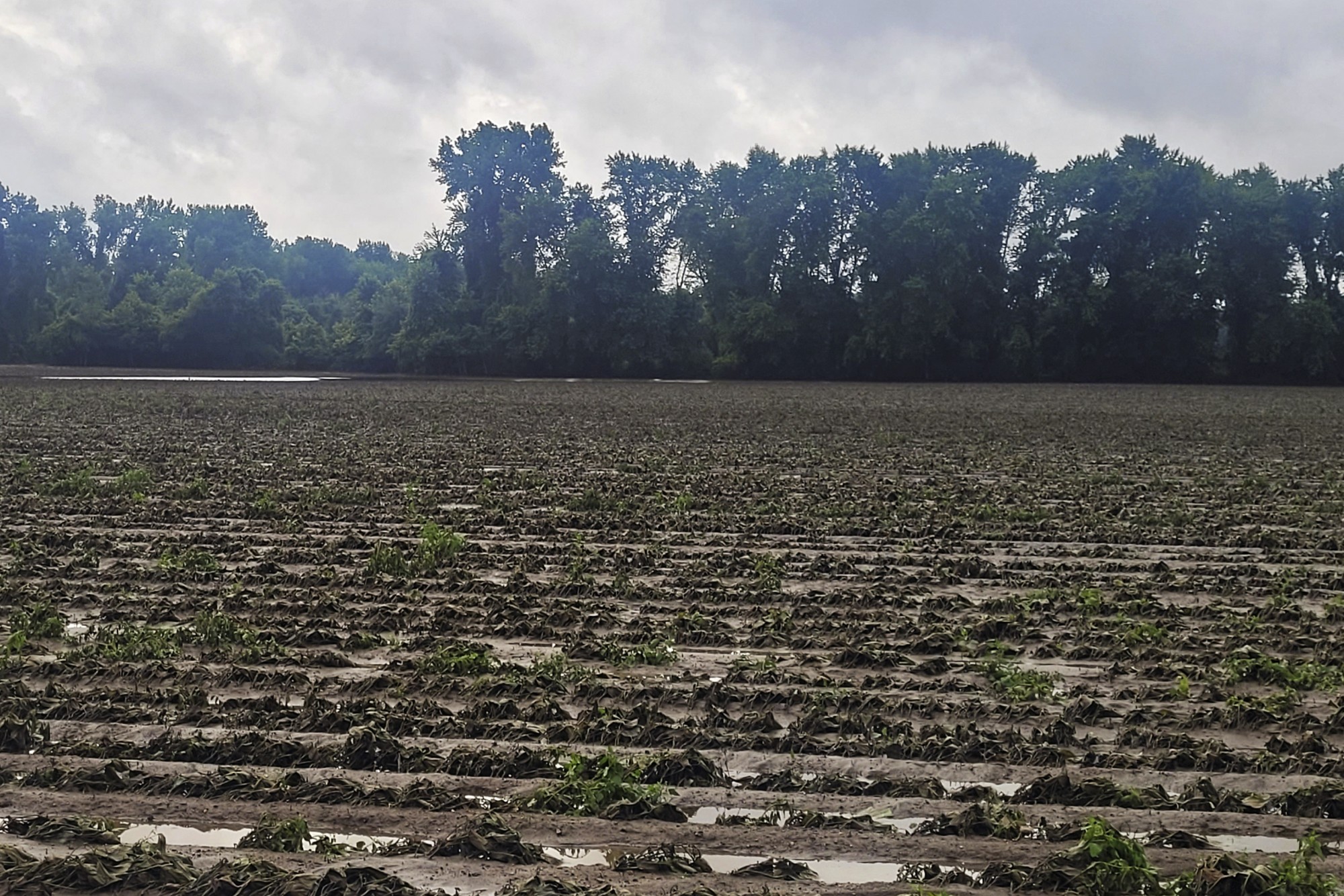 Northeast floods devastate farmers as months of labor, crops swept away