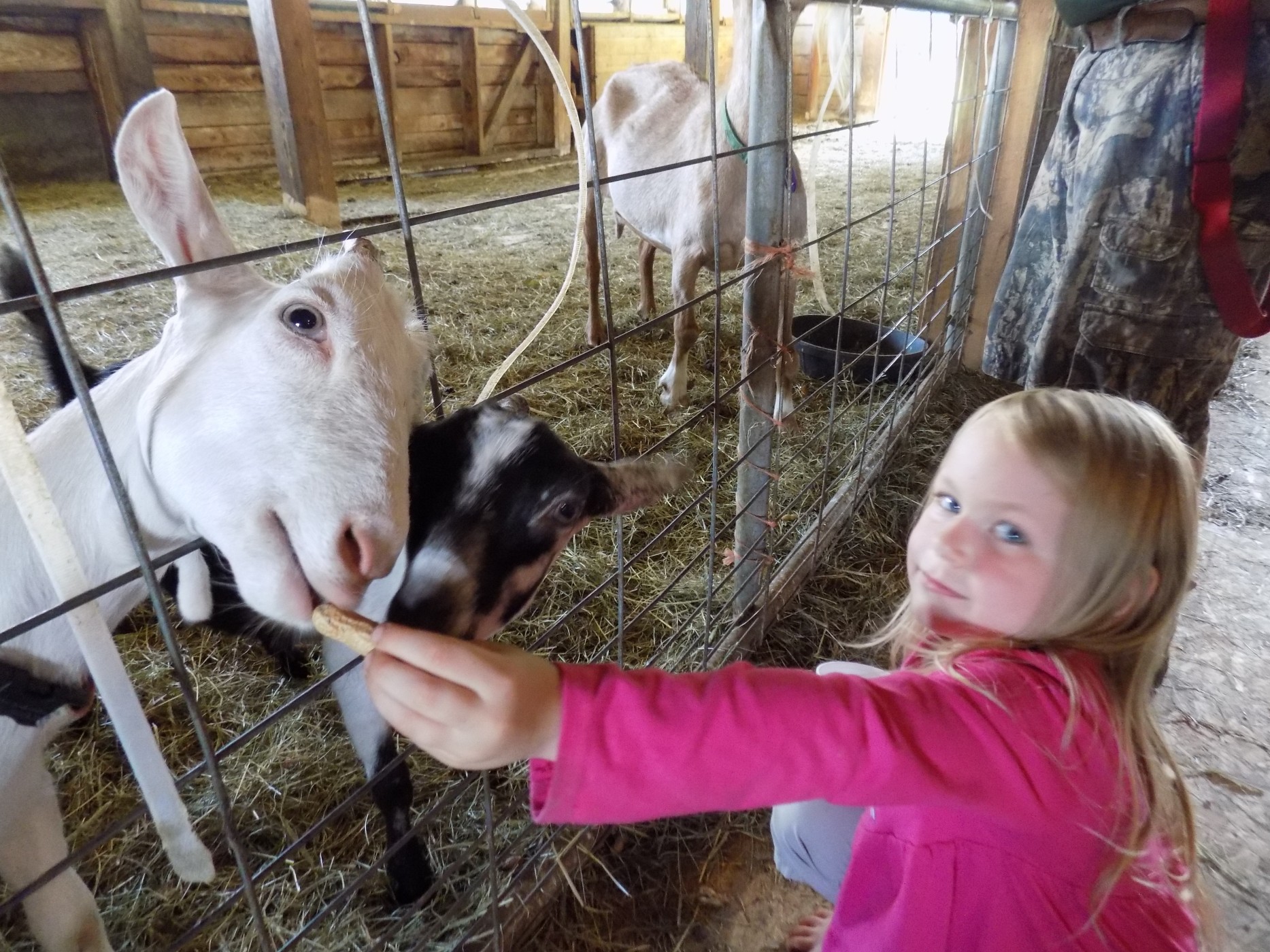 Some farms see few visitors for Open Farm Day - Vimarsana News