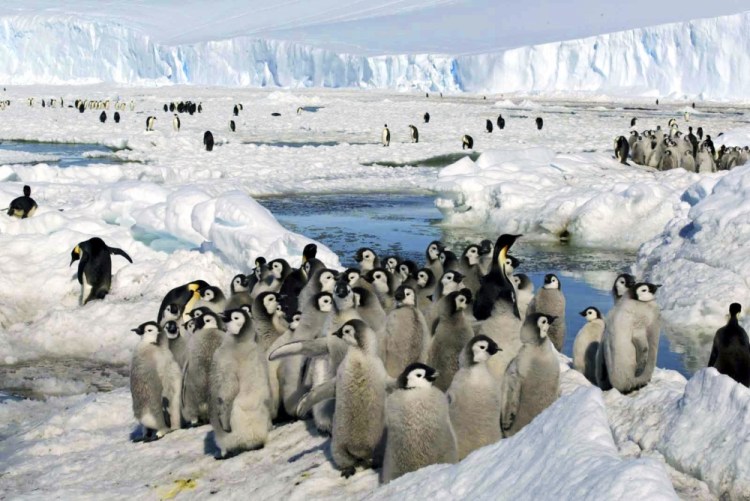 Emperor Penguins Climate