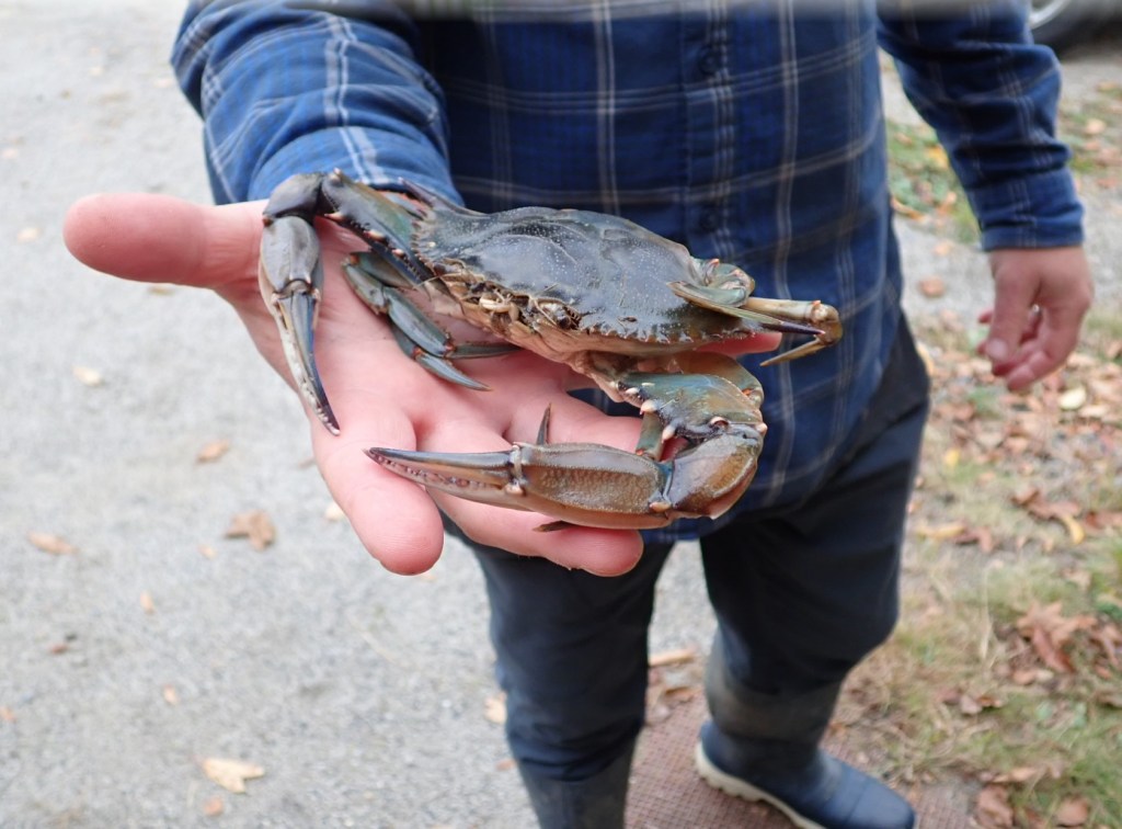 Blue crabs are showing up more often in the warming Gulf of Maine