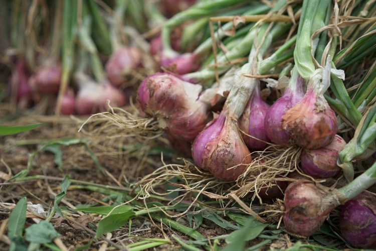 How to Grow Shallots