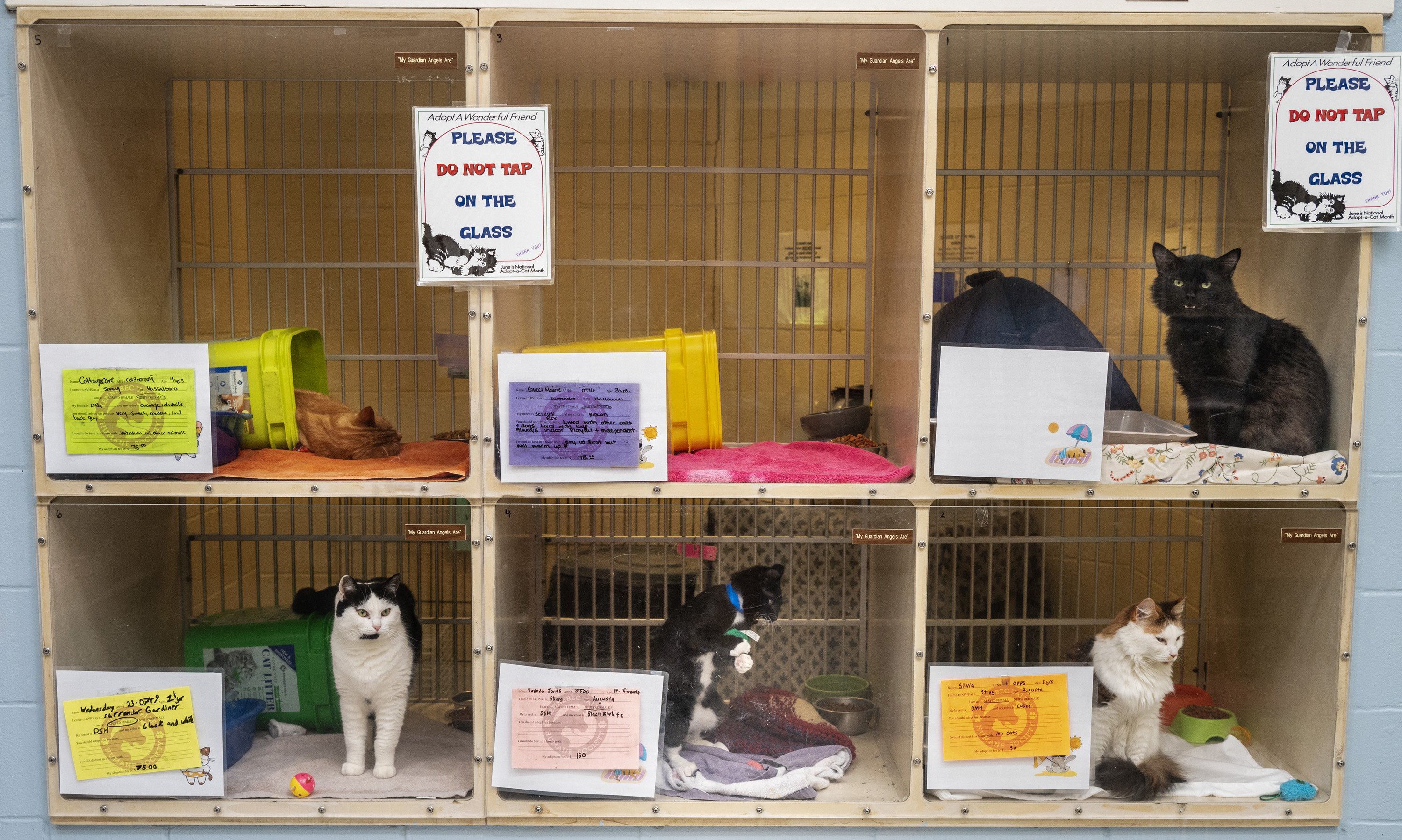 Fundraising for new Augusta animal shelter remains 1 million