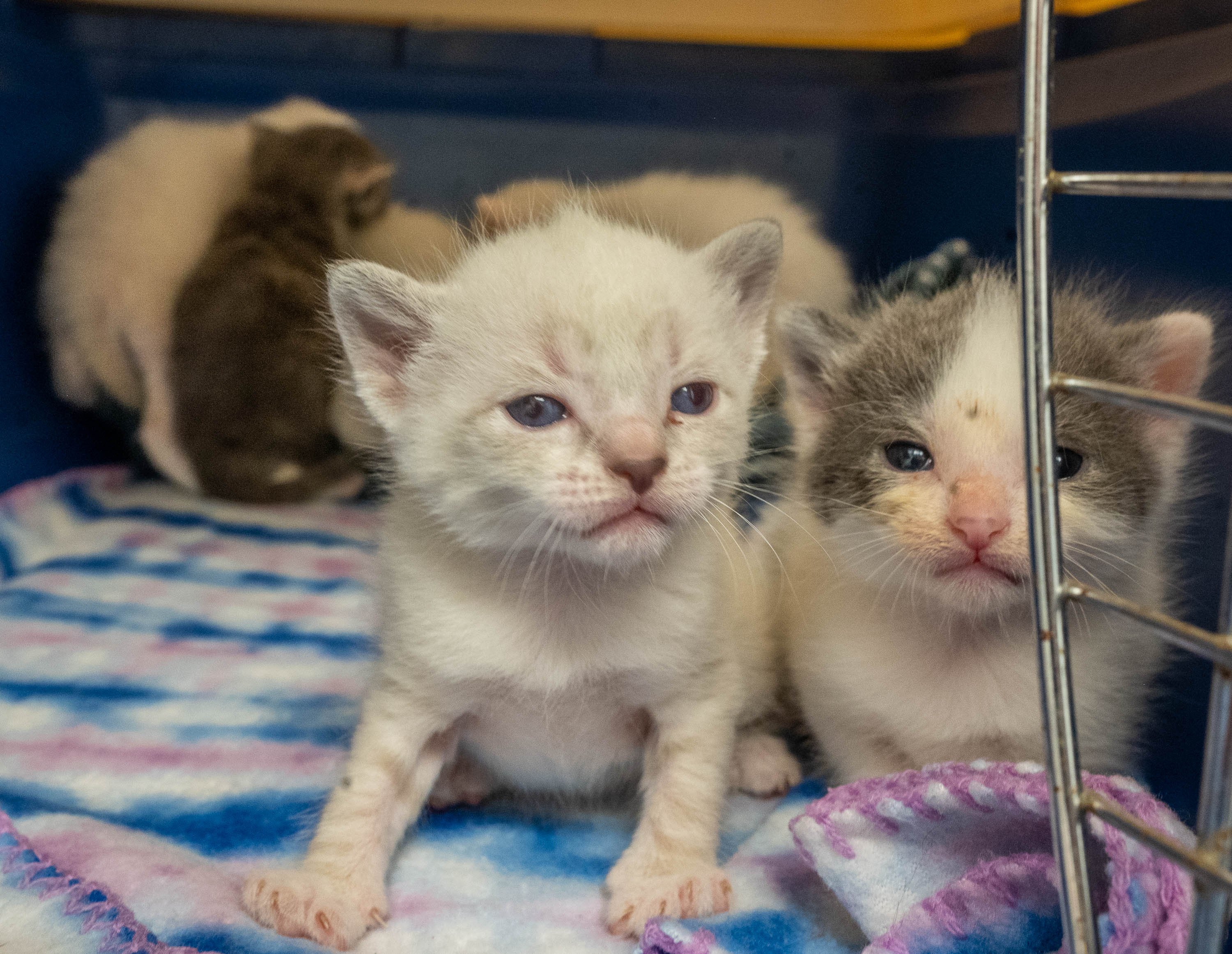 Maine rescue leaders say it's raining cats and cats, with shelters full and colonies growing - Vimarsana News