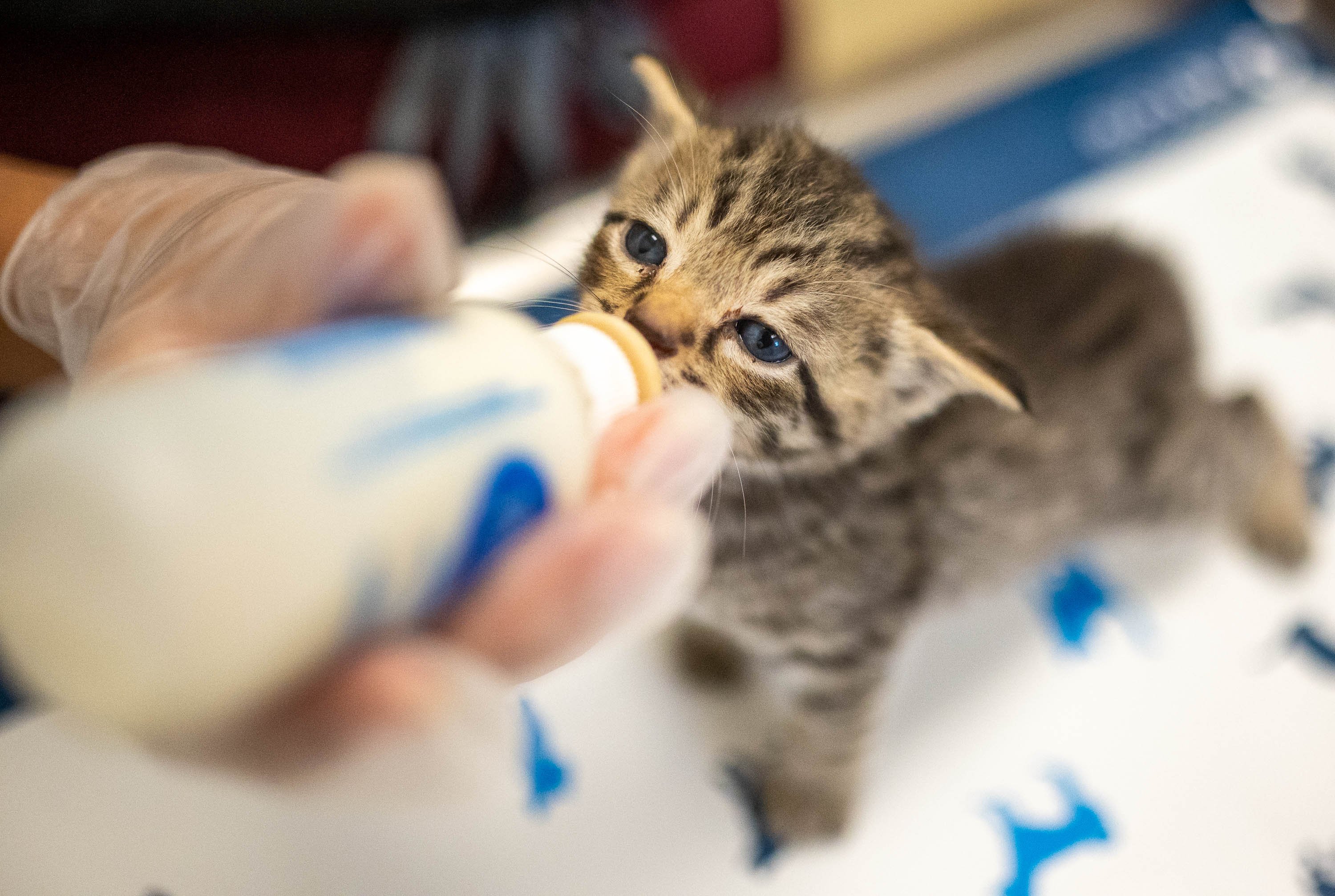 Maine is on right course with Trap-Neuter-Release