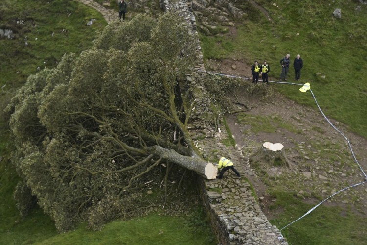 APTOPIX Britain Hadrian's Wall Felled Tree