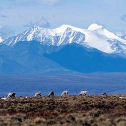 Alaska-Arctic Refuge
