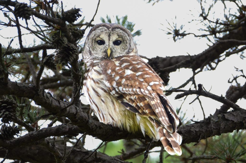 Western Maine Audubon presents: Owls of Maine and the Maine Owl Pellet ...