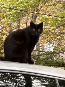 A black cat sits atop J.P. Devine's car roof recently.