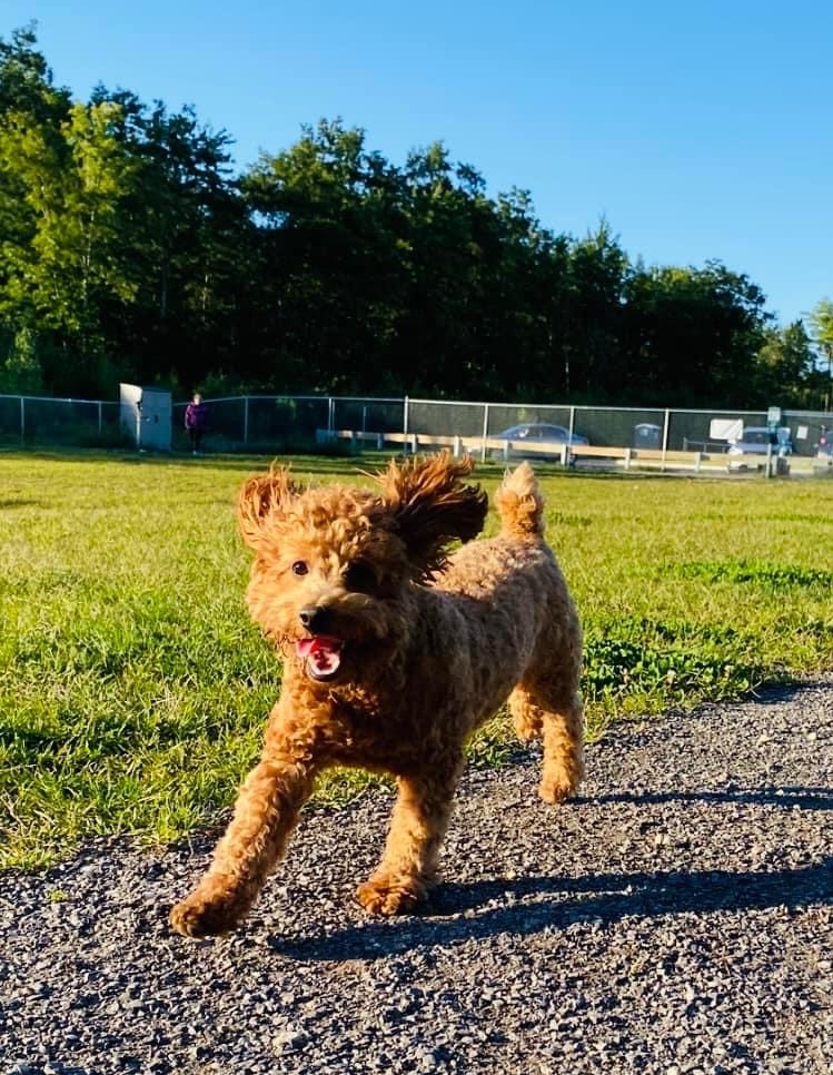 Portland Sea Dogs announce 6 'Bark in the Park' games for this season