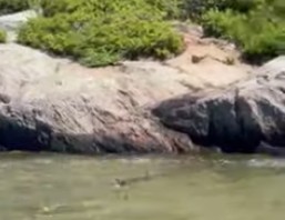 Shark filmed swimming off Hermit Island in Phippsburg - Vimarsana News