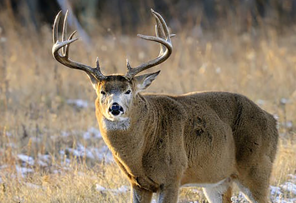 Hunting Antler restrictions, mandatory or personal, can benefit deer