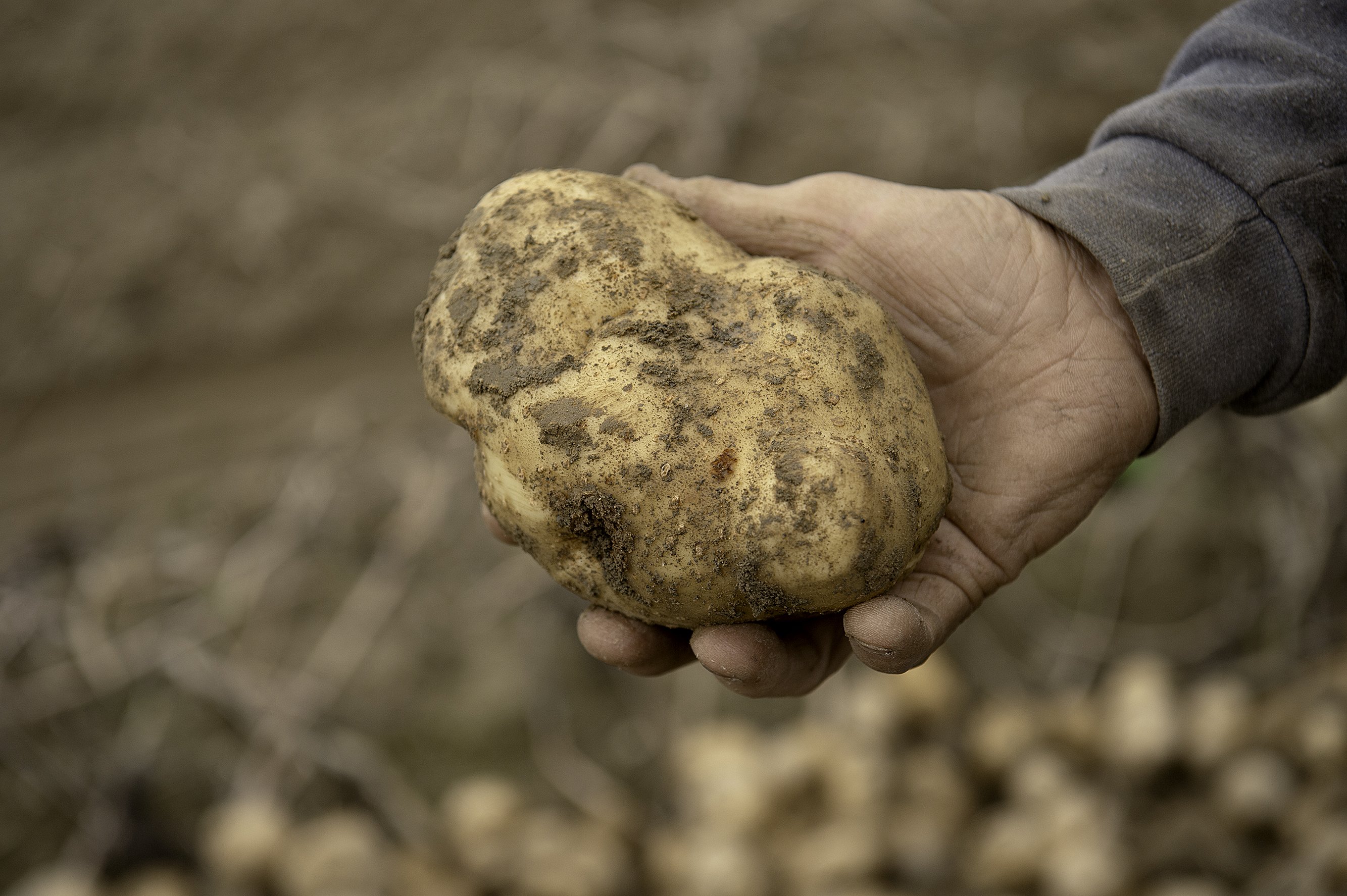 Photo Album: Potato harvest in Lewiston