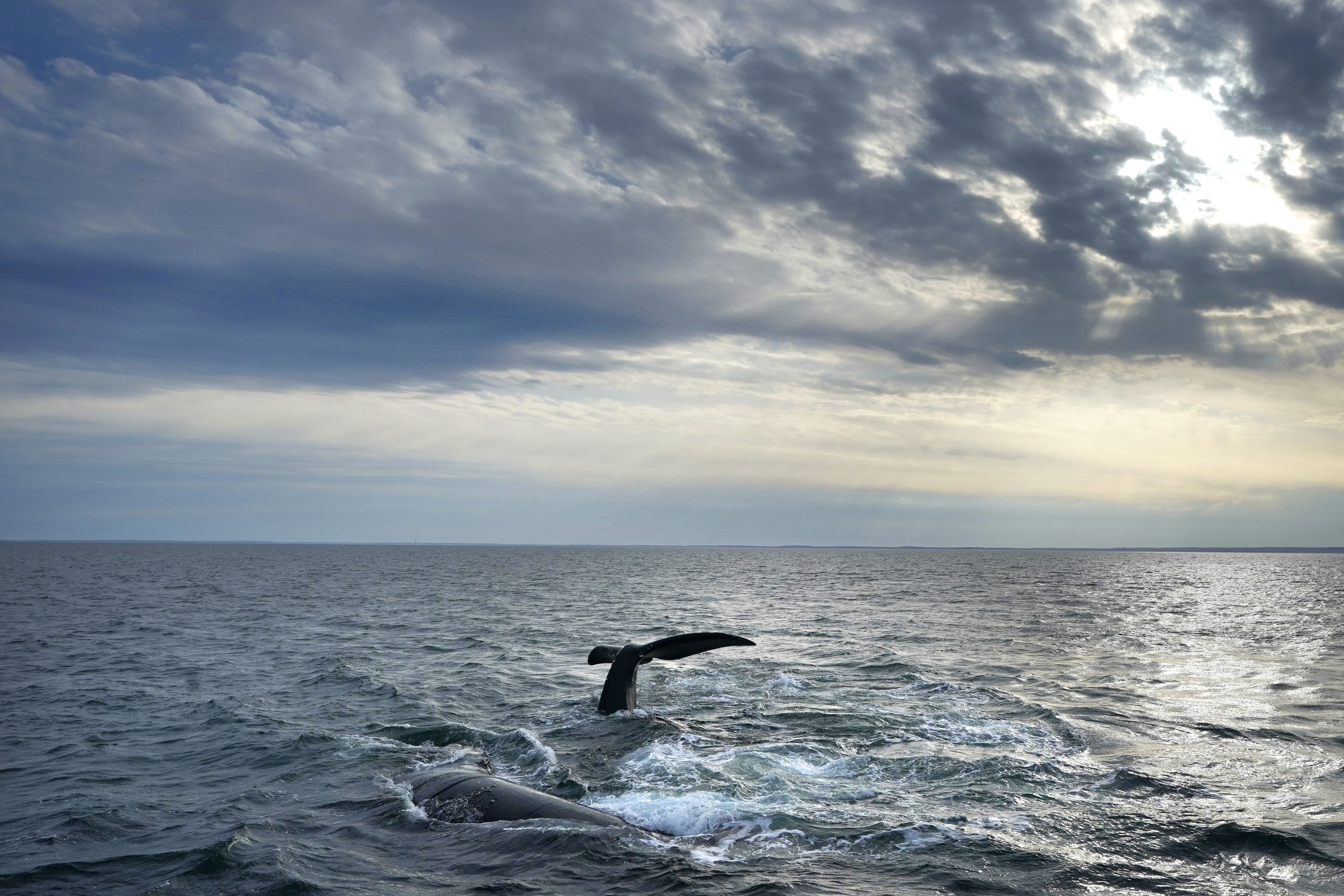 U.S. sets plans to protect endangered whales near offshore wind farms - Vimarsana News