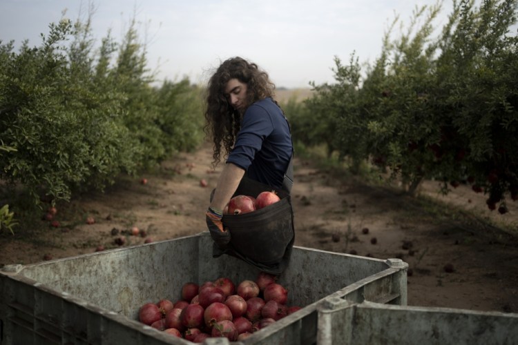 APTOPIX Israel Farming Crisis