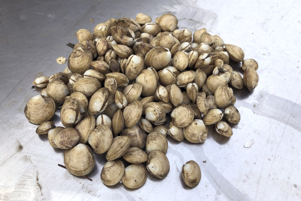 Narragansett Bay Quahogs