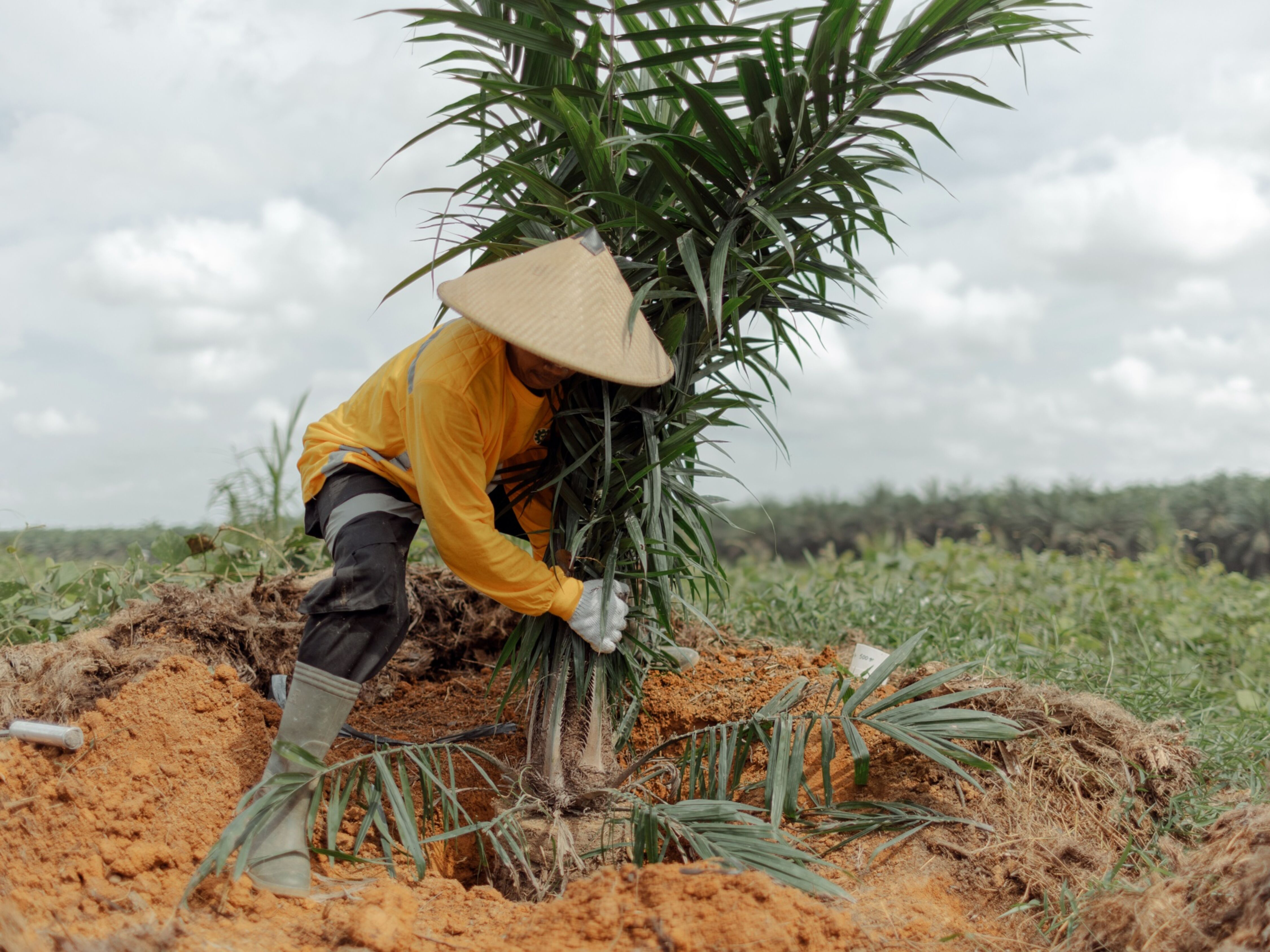 Aging trees show a crisis looms for the world's everything oil - Vimarsana News