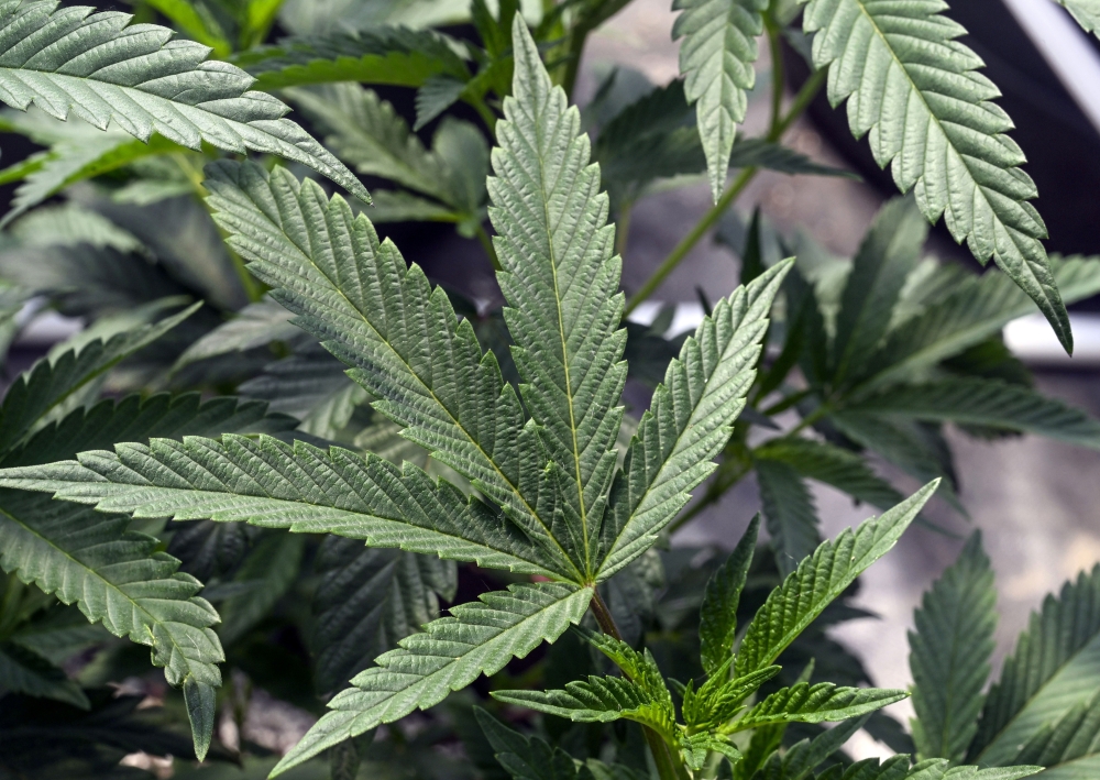 Cannabis Industry Death