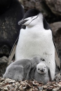 Napping Penguins