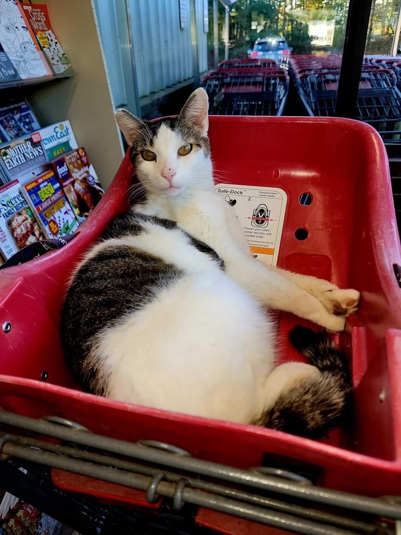 Hannaford shop cat food