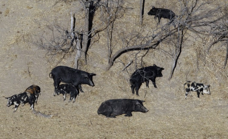 Wild Pigs-Northern Threat