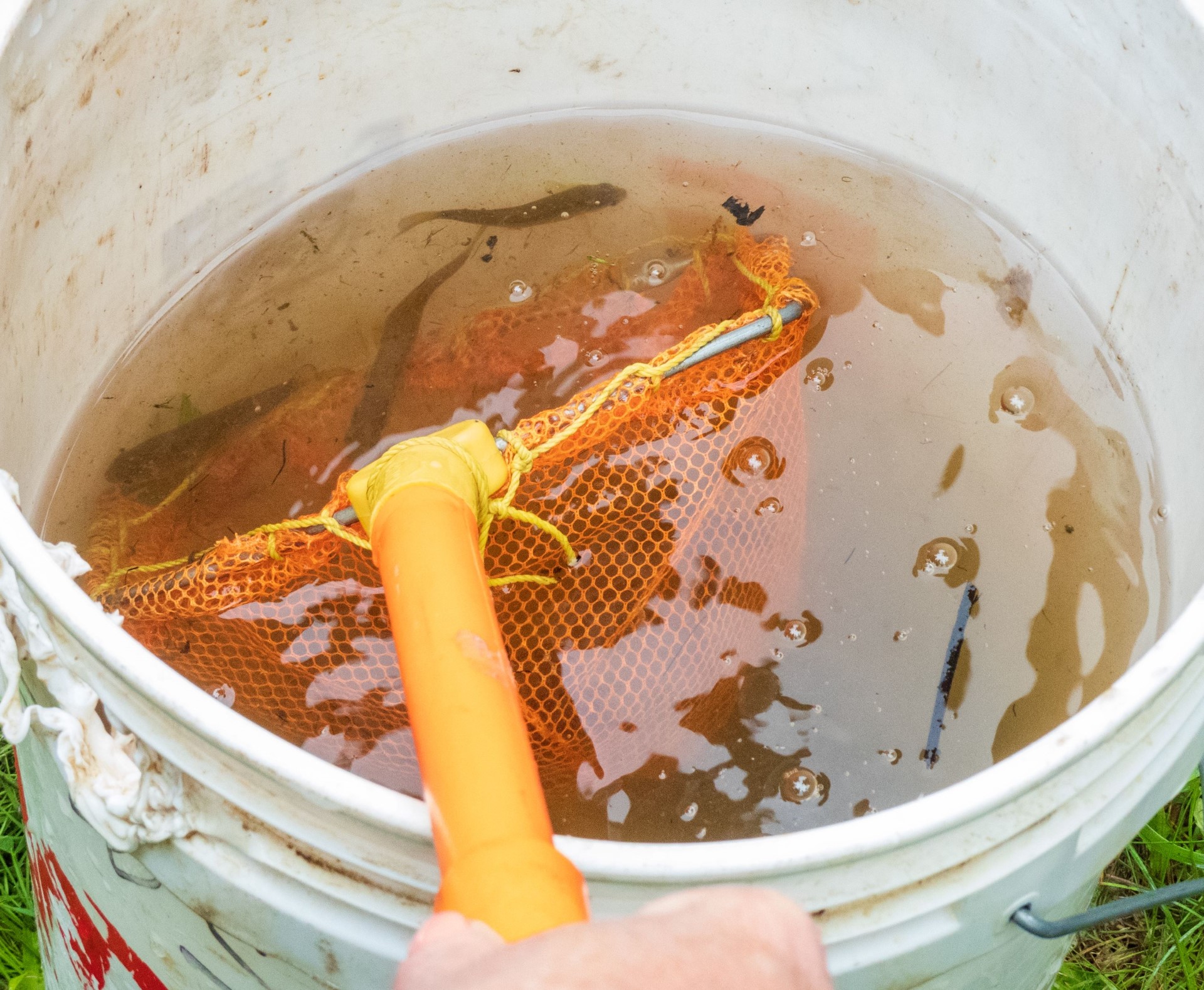 Officials say Freeport brook dam removals will improve local trout run - Vimarsana News