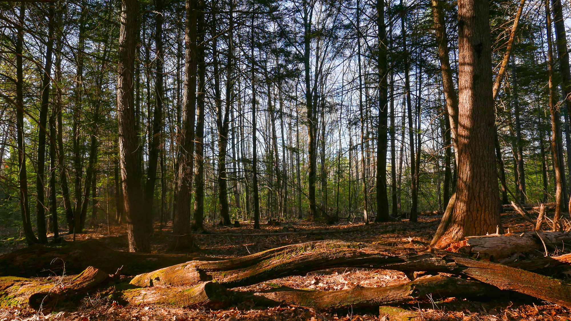 Fayette residents donate woodlands to land trust for conservation - Vimarsana News