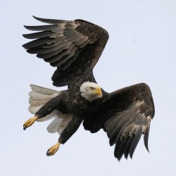 Eagles Killed Black Market