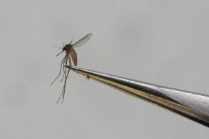 Mali Dengue Fever
