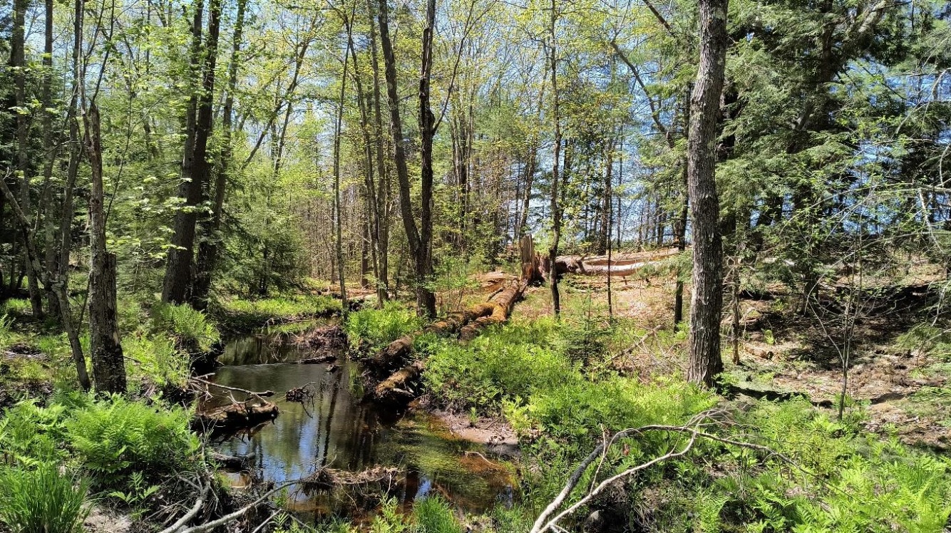 Scarborough to preserve small but mighty 18 acres - Vimarsana News