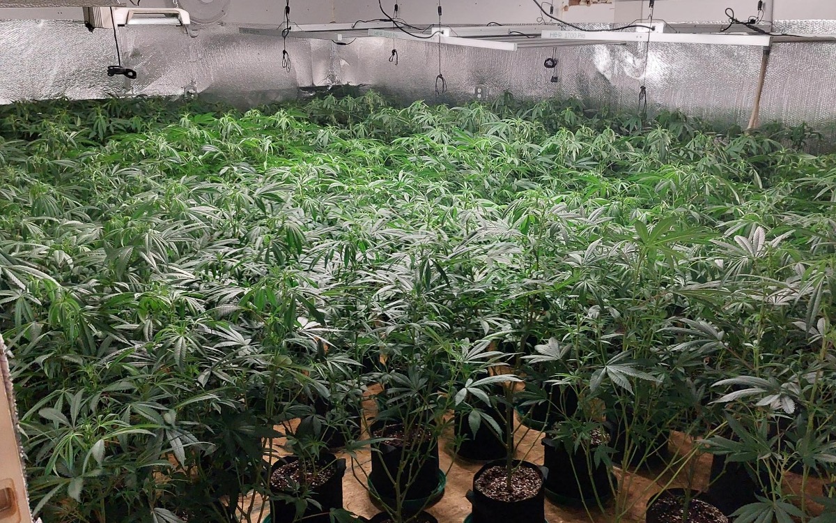 Police charge three people, seize 970 plants in 'illegal' pot operation at central Maine residence - Vimarsana News