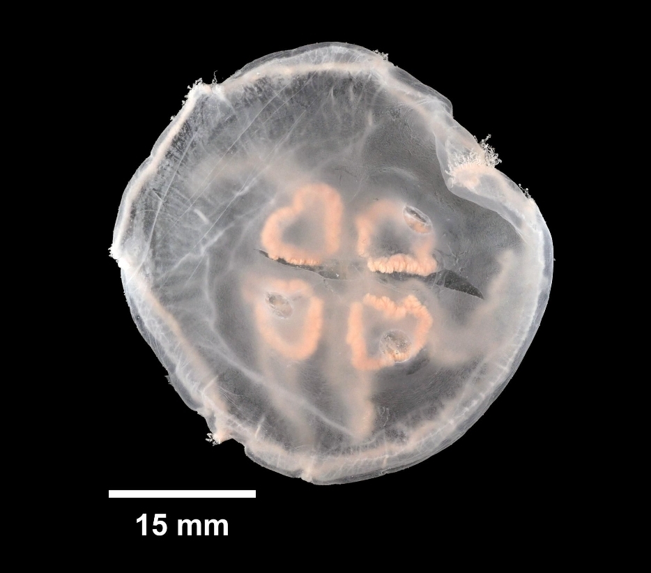 Backyard Naturalist: Jellyfish are strangers in a strange land - Vimarsana News
