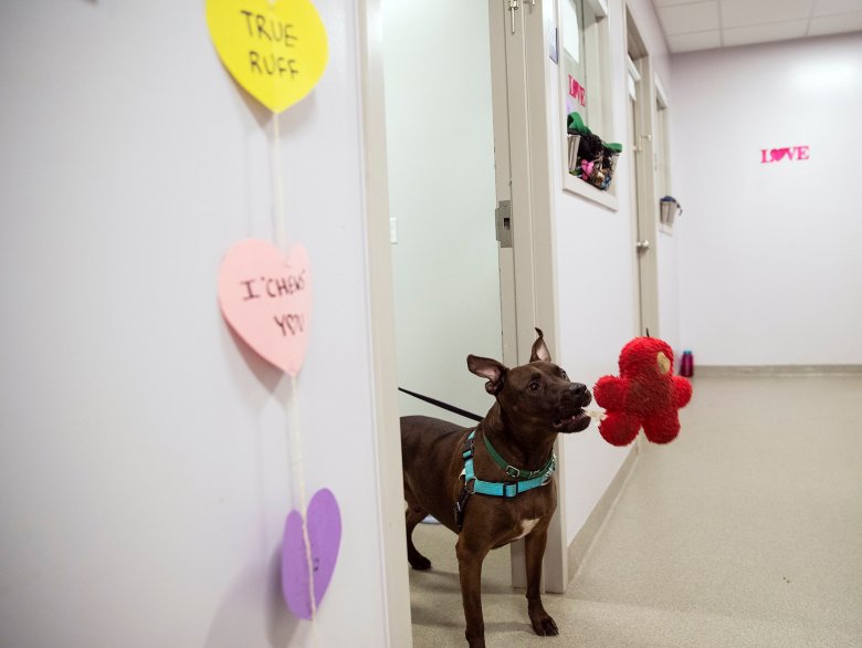 The impact of cyberbullying in animal welfare | Column