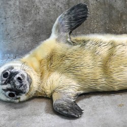 Blind Seal Gives Birth