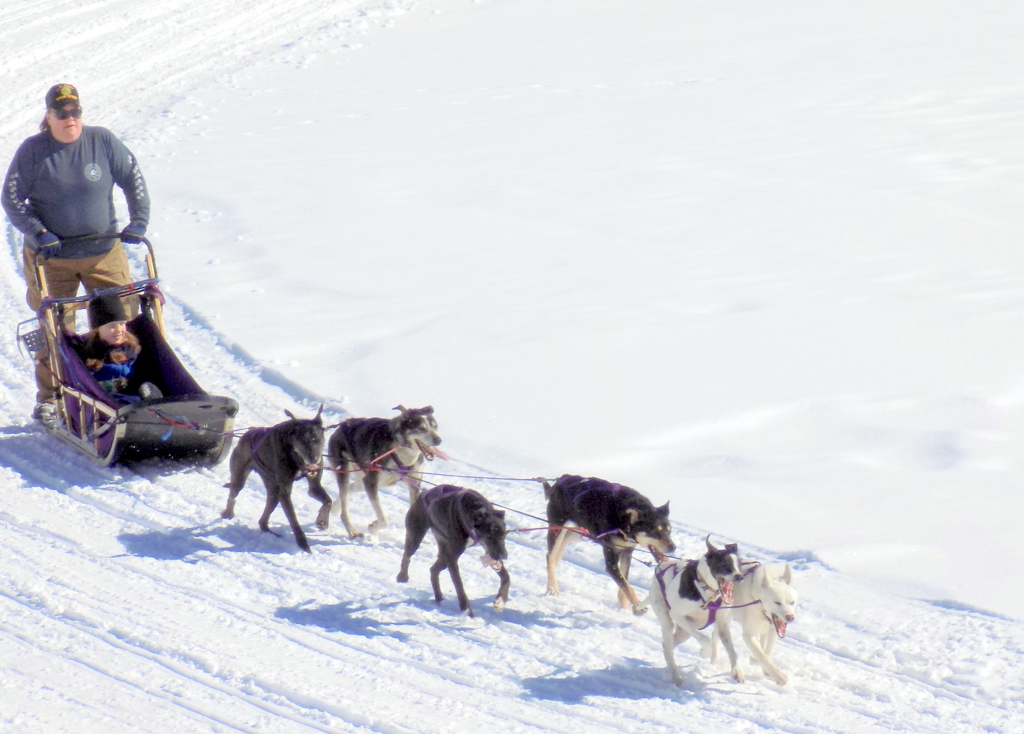 Street best sale dog sled