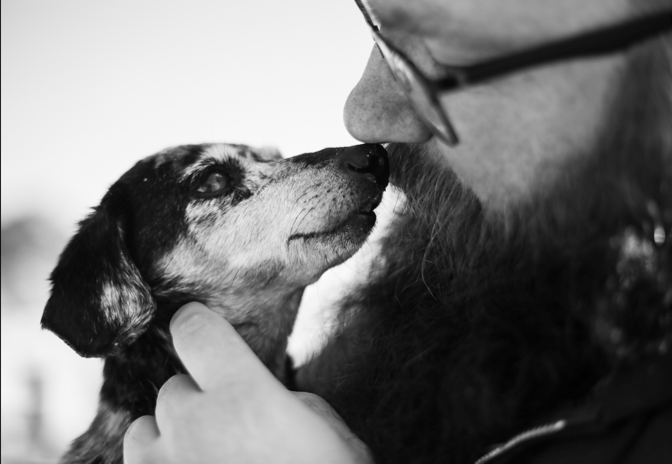 Saying goodbye to a beloved pet is hard. These businesses try to