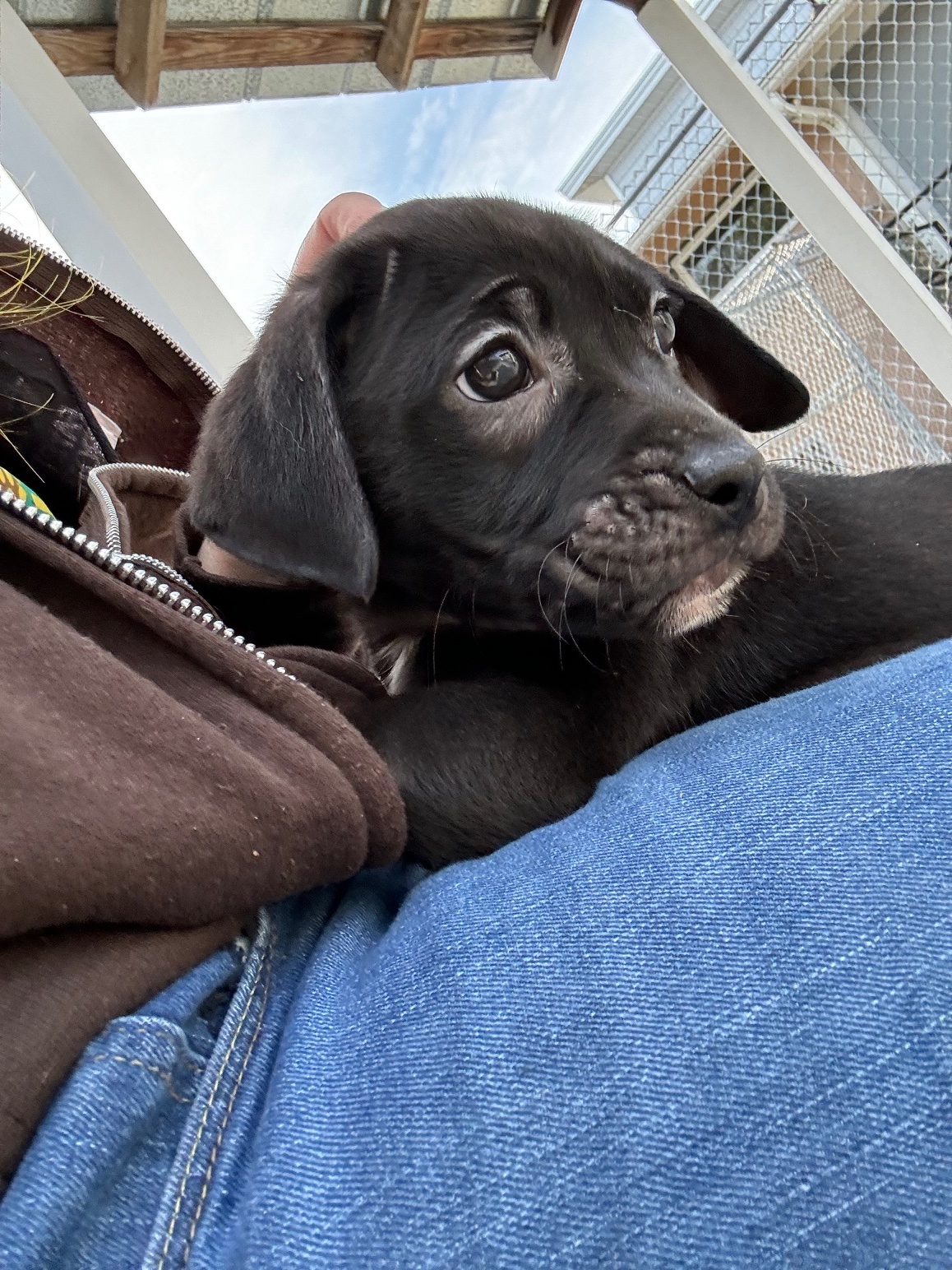 Homeless man leaves puppies at North Carolina shelter with heart-tugging note - Vimarsana News