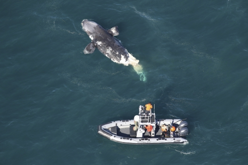 Right Whale Death