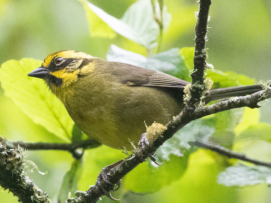 Birding: Trip to Argentina provides a birding bonanza - Vimarsana News