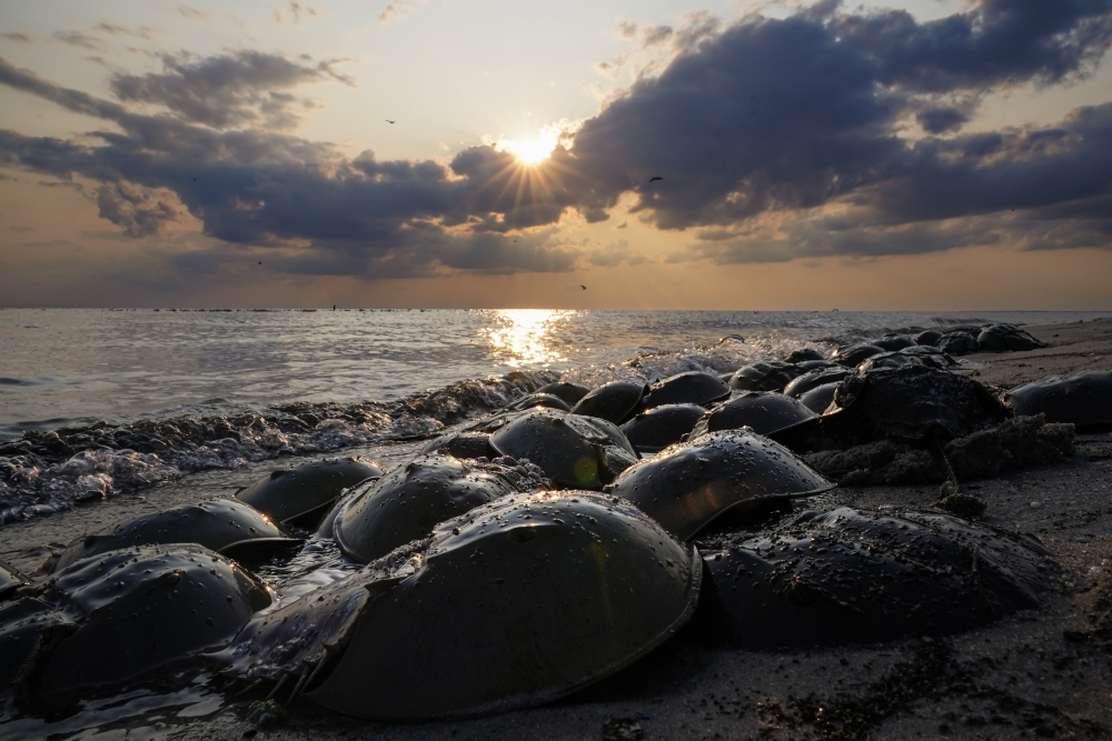 Horseshoe Crab Harvest