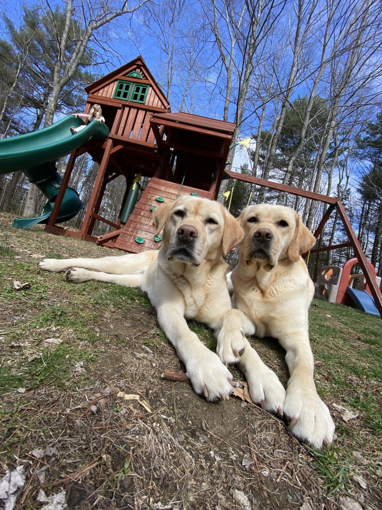 Stella and Mabel, two Freeport Labs with a knack for social media fun. 