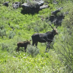 Moose Hunt Nevada
